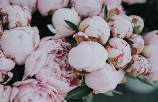 Pale rose flowers - Désirables blog