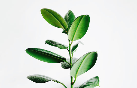 Green plant leaves  - Plante verte feuillage